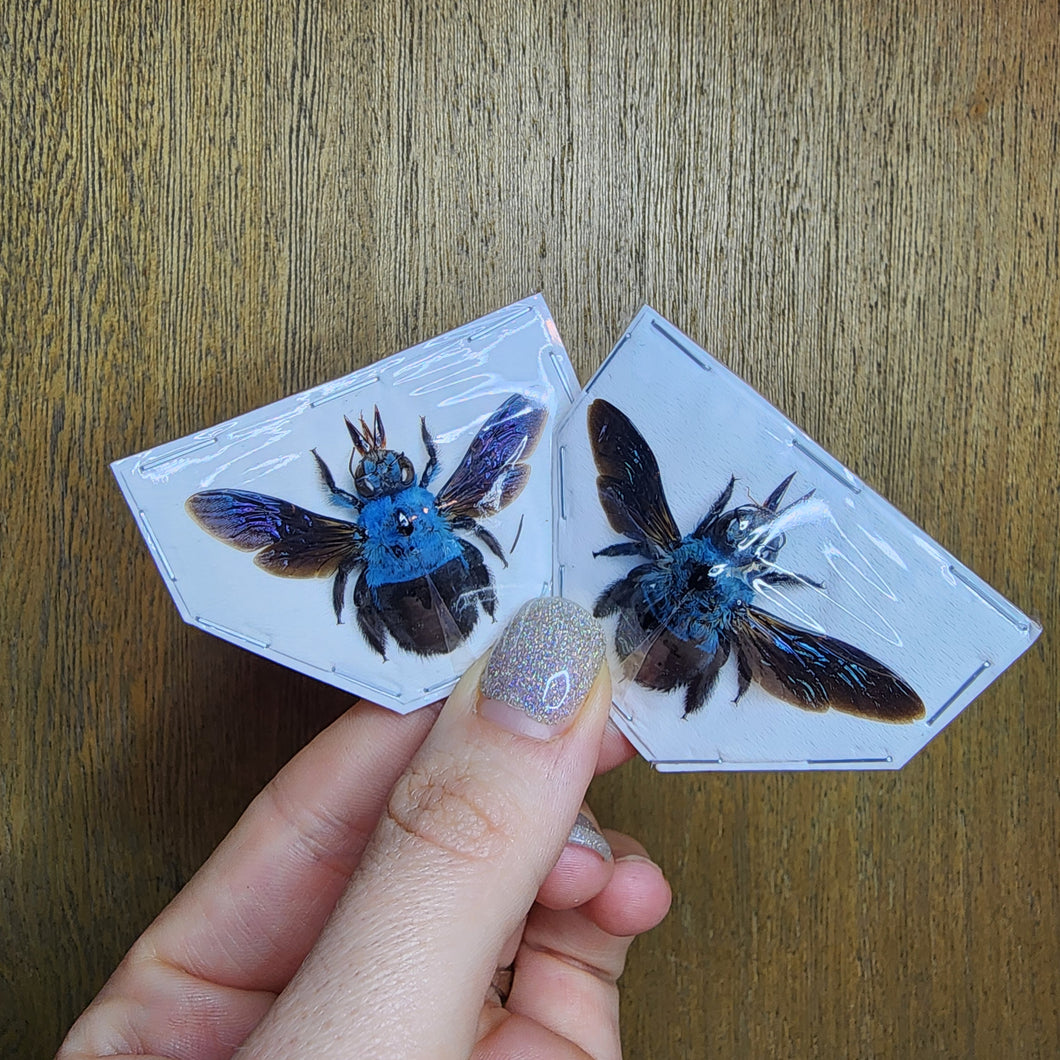 Blue Carpenter Bee - Spread Specimen