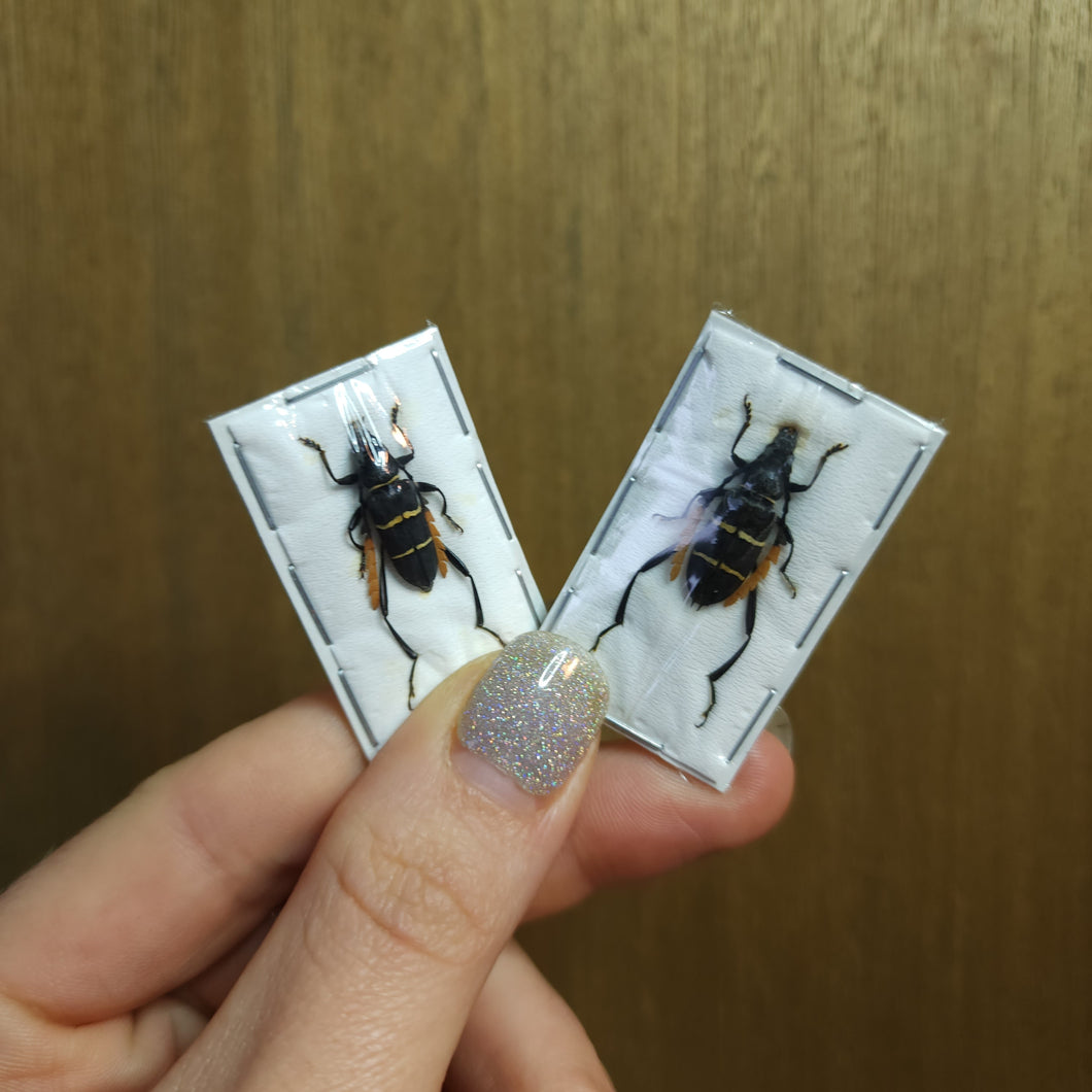 Longhorned Beetle (Euryarthrum kalimantanense) - Unmounted Specimen