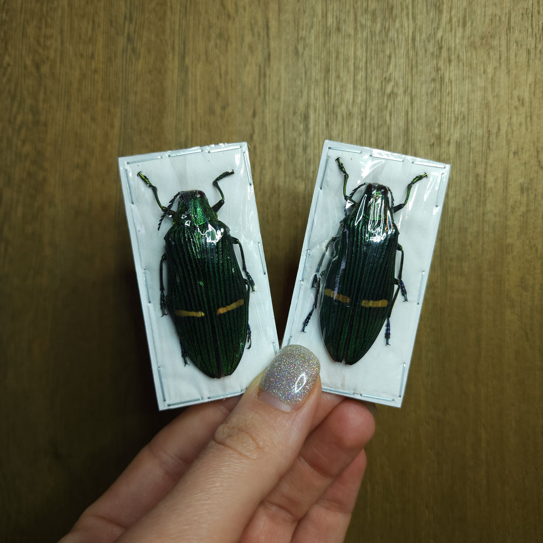 Giant Jewel Beetle (Catoxantha opulenta) - Unmounted Specimen