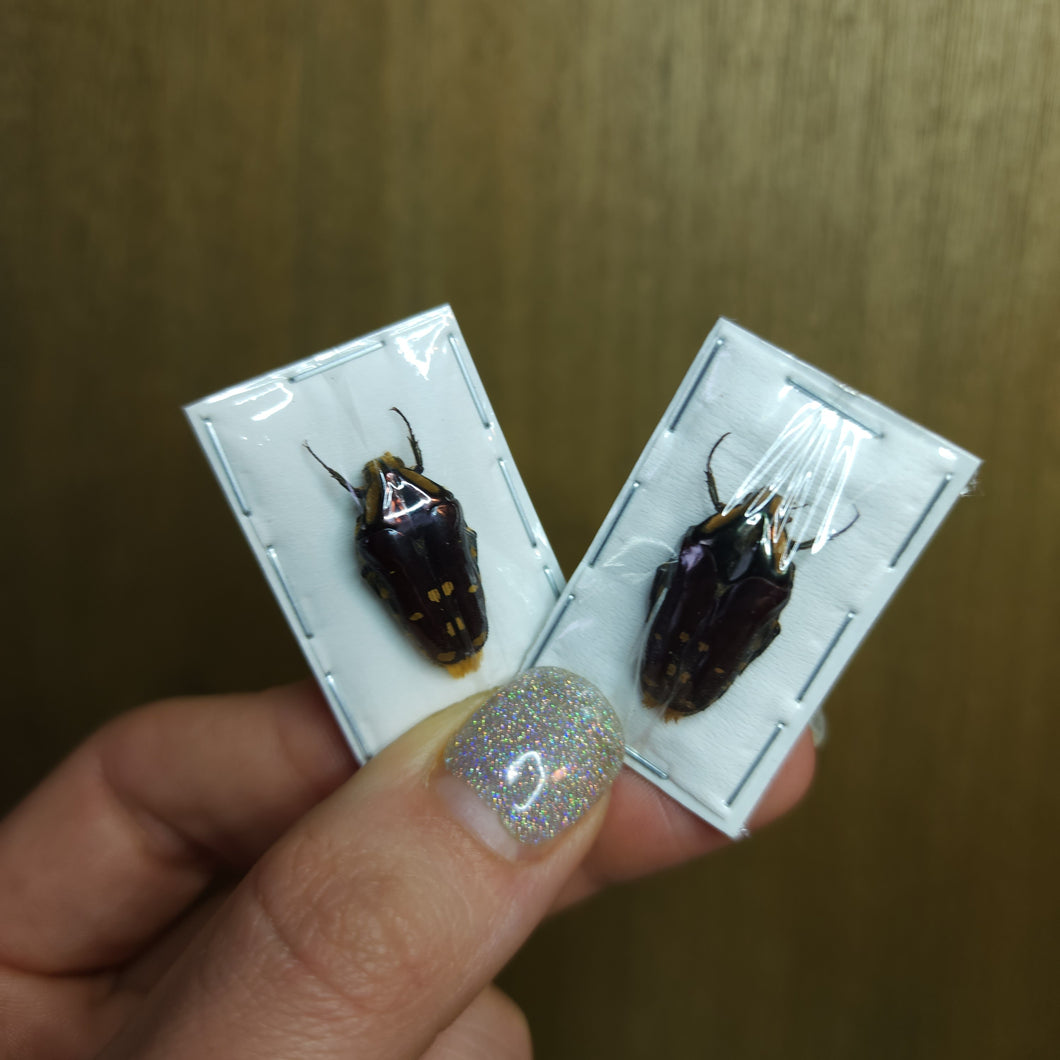 Scarab Beetle (Coilodera alveata) - Unmounted Specimen