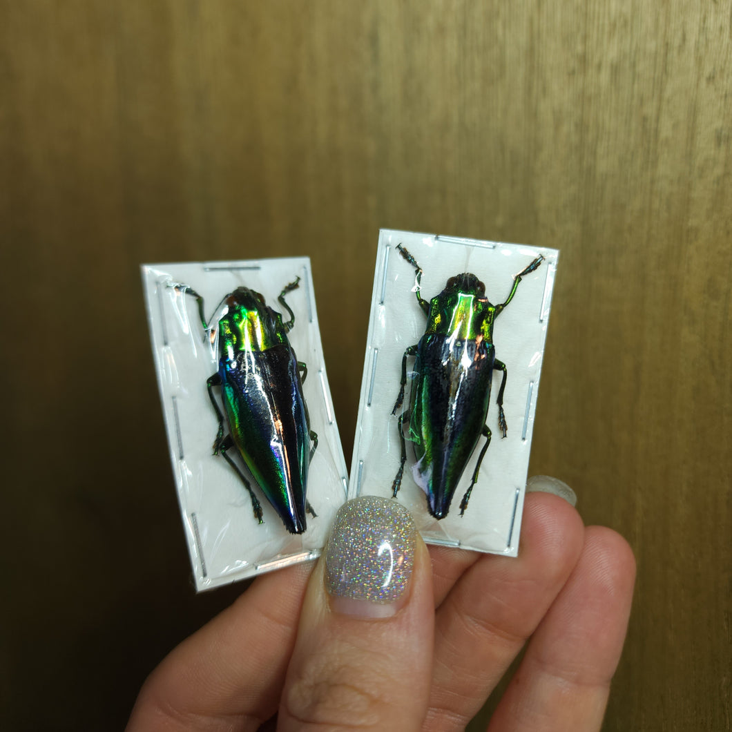 Rainbow Jewel Beetle LARGE (Cyphostemma elephantopus) - Unmounted Specimen