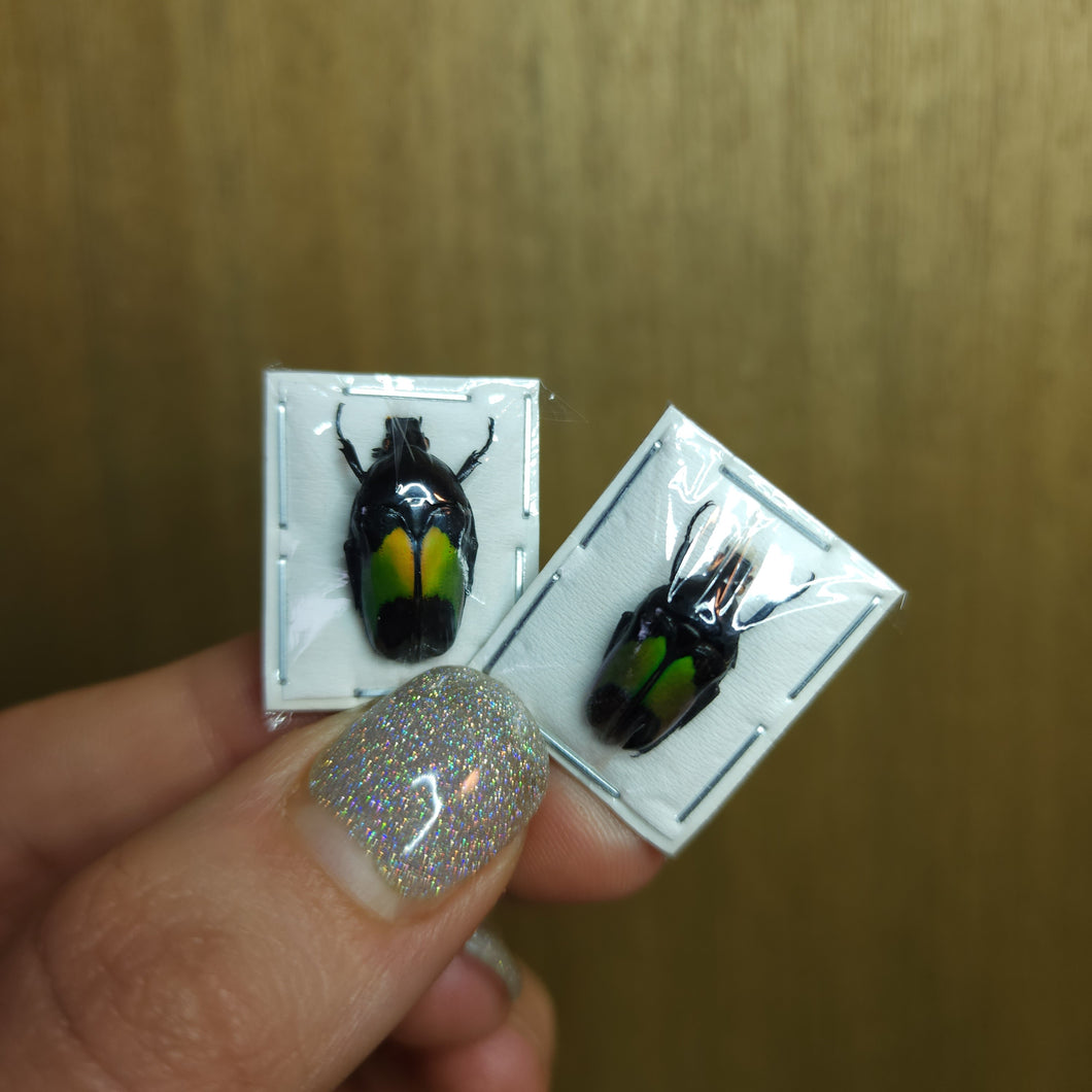 Sulawesi Flower Beetle (Dicheros modestus) - Unmounted Specimen