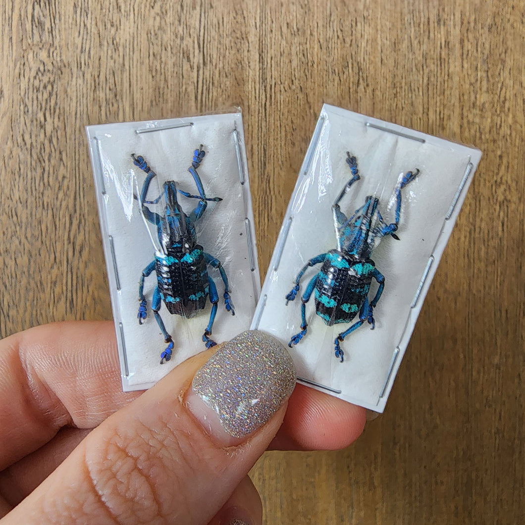 Blue Banded Weevil (Eupholus linnei) - Unmounted Specimen