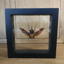 Load image into Gallery viewer, Comet Flower Beetle
