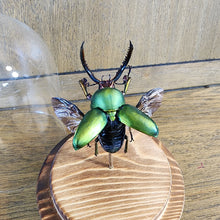 Load image into Gallery viewer, Stag Beetle Dome
