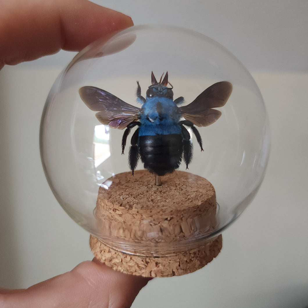 Blue Carpenter Bee