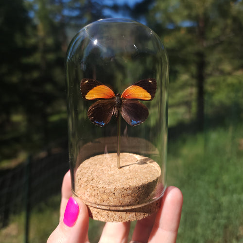 Small dome with real preserved butterfly.