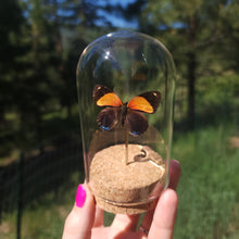 Load image into Gallery viewer, Small dome with real preserved butterfly.
