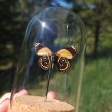 Load image into Gallery viewer, Small dome with real preserved butterfly.
