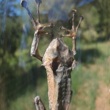 Load image into Gallery viewer, Borneo Eared Frog
