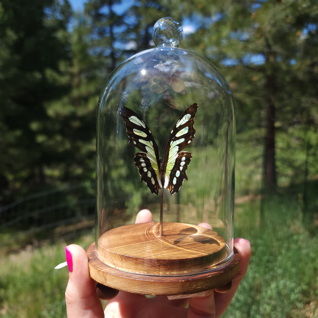 Malachite Butterfly