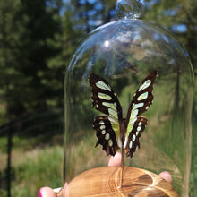 Load image into Gallery viewer, Malachite Butterfly
