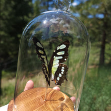 Load image into Gallery viewer, Malachite Butterfly
