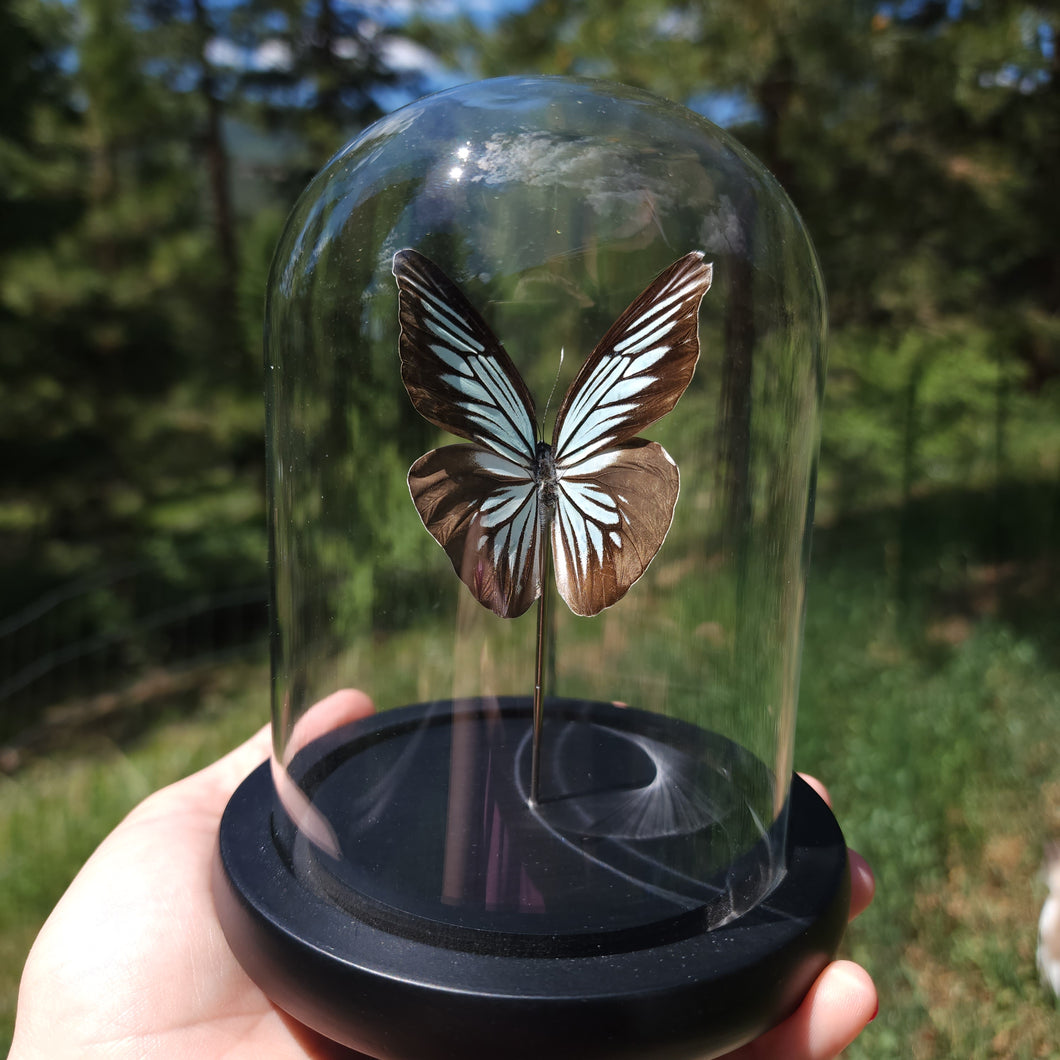 Common Wanderer Butterfly