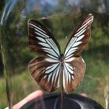 Load image into Gallery viewer, Common Wanderer Butterfly
