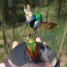 Load image into Gallery viewer, Striped Love Beetle Pair
