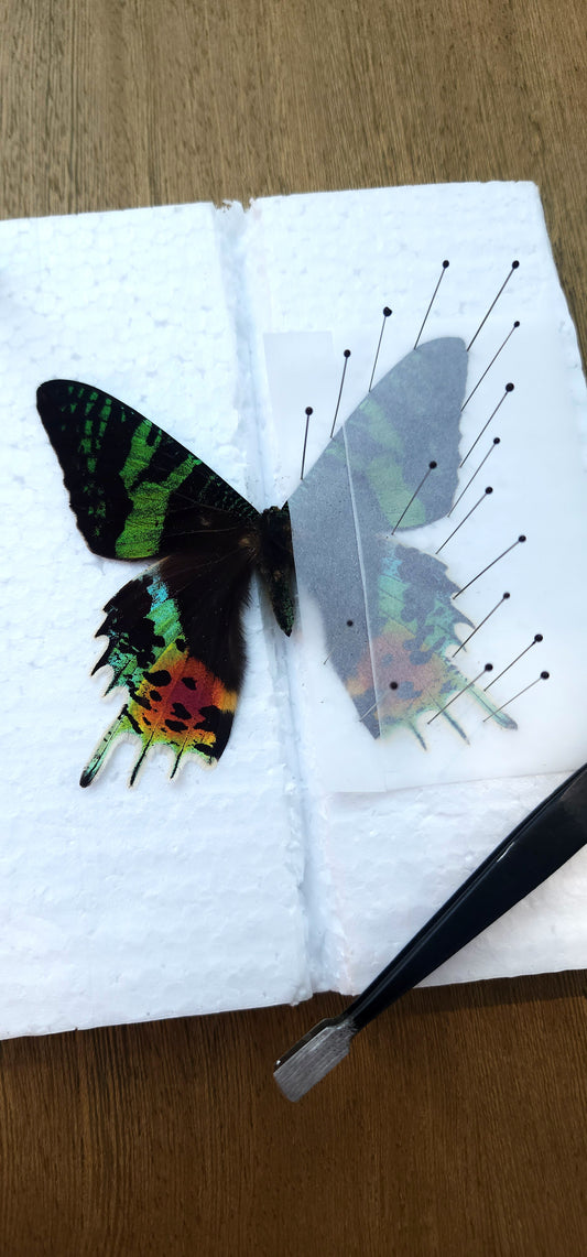 Sunset Moth Pinning Class - Saturday 6/27/26 at 2pm