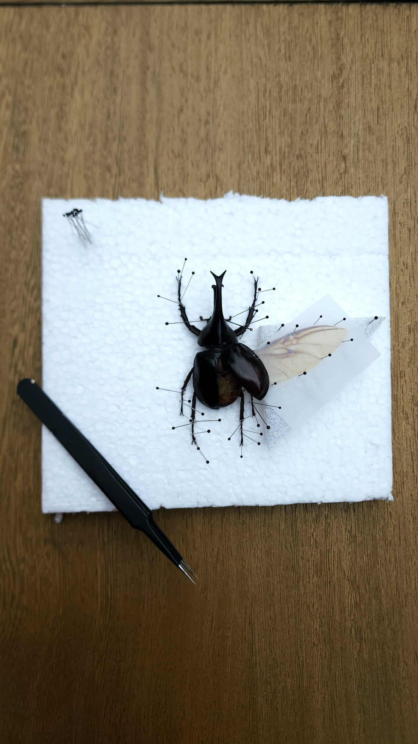 Rhino Beetle Pinning Class - Saturday 7/18/26 at 2pm