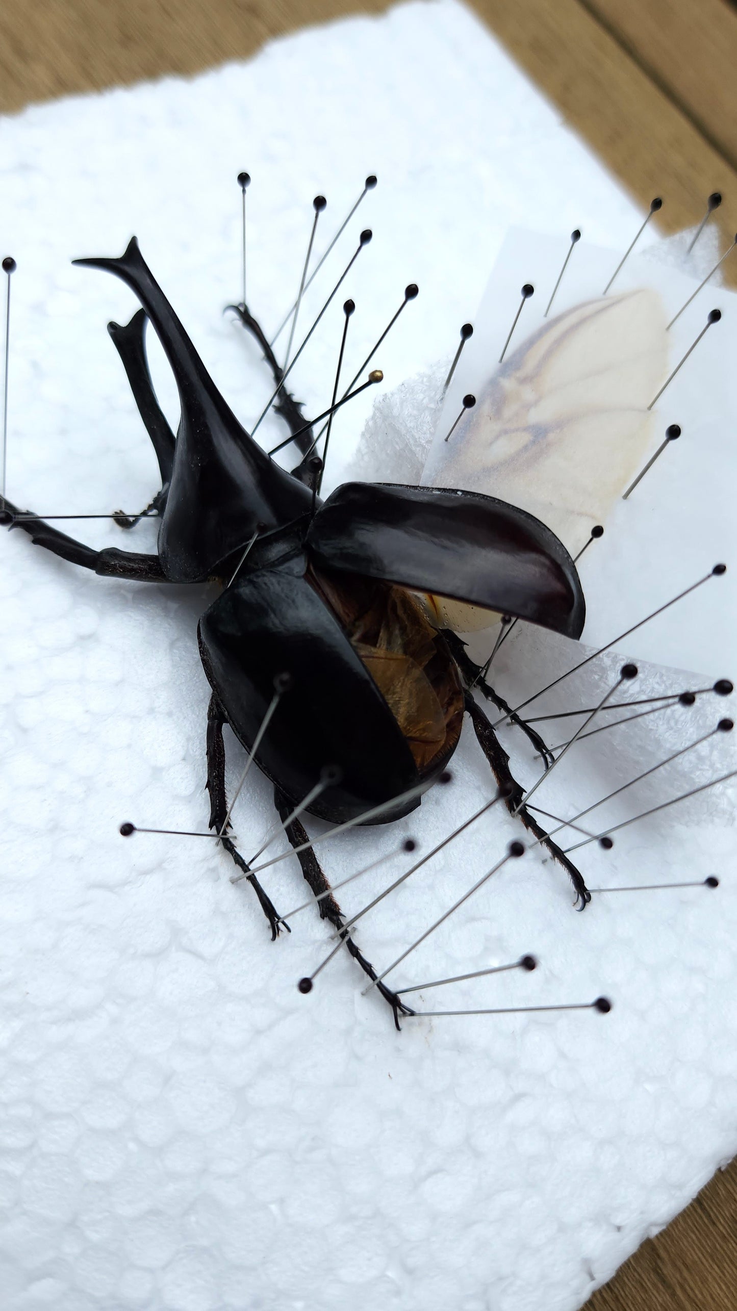 Rhino Beetle Pinning Class - Saturday 7/18/26 at 2pm