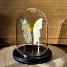 Load image into Gallery viewer, White Angled-Sulphur Butterfly Cloche Dome
