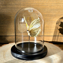 Load image into Gallery viewer, White Angled-Sulphur Butterfly Cloche Dome
