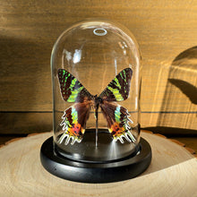 Load image into Gallery viewer, Madagascan Sunset Moth Cloche Dome
