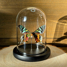 Load image into Gallery viewer, Madagascan Sunset Moth Cloche Dome
