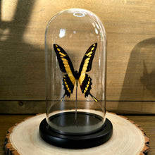 Load image into Gallery viewer, King Swallowtail Butterfly Cloche Dome
