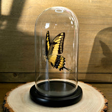 Load image into Gallery viewer, King Swallowtail Butterfly Cloche Dome
