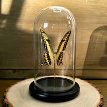 Load image into Gallery viewer, King Swallowtail Butterfly Cloche Dome
