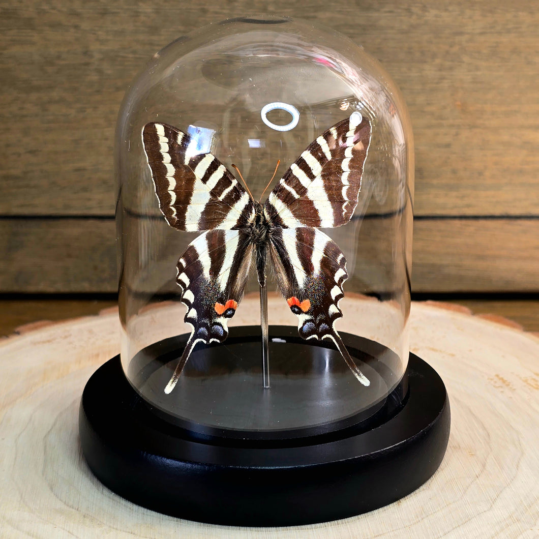 Zebra Swallowtail Butterfly Cloche Dome