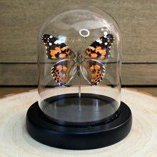 Load image into Gallery viewer, Painted Lady Butterfly Cloche Dome
