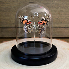 Load image into Gallery viewer, Painted Lady Butterfly Cloche Dome
