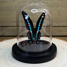 Load image into Gallery viewer, Common Blue Bottle Butterfly Cloche Dome
