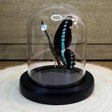 Load image into Gallery viewer, Common Blue Bottle Butterfly Cloche Dome
