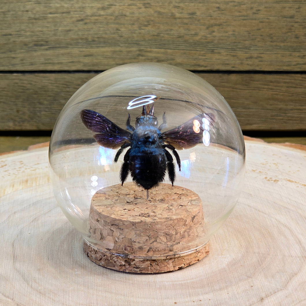 Blue Carpenter Bee Glass Globe with Cork