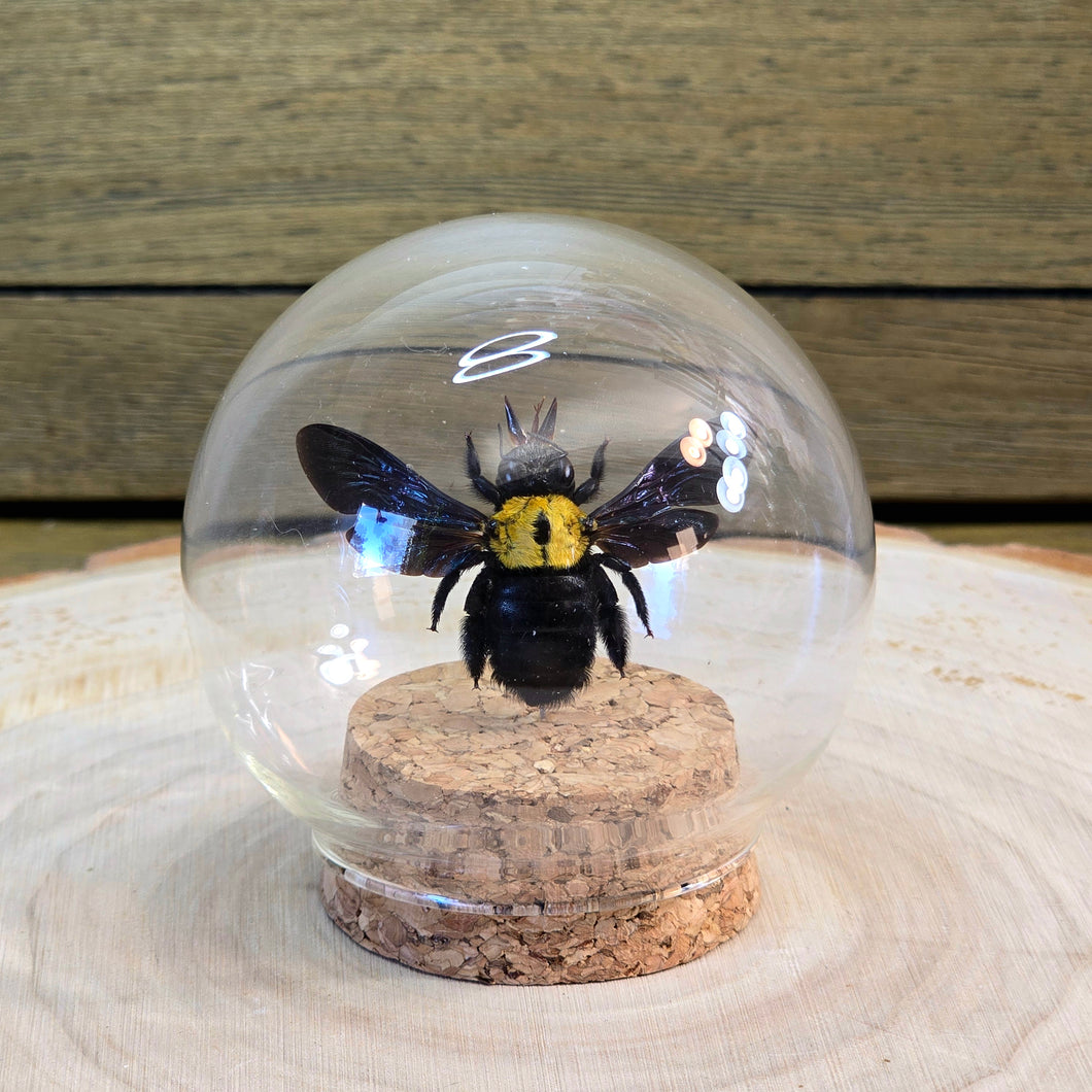 White-Cheeked Carpenter Bee Glass Globe with Cork