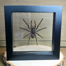 Load image into Gallery viewer, Java Yellow Kneed Tarantula Shadow Box Frame
