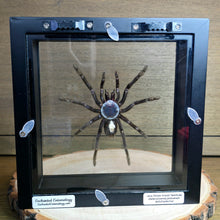 Load image into Gallery viewer, Java Yellow Kneed Tarantula Shadow Box Frame
