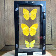 Load image into Gallery viewer, Sulfur Butterfly Trio Shadow Box Frame
