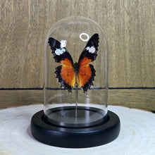 Load image into Gallery viewer, Malayan Lacewing Butterfly Cloche Dome
