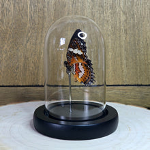 Load image into Gallery viewer, Malayan Lacewing Butterfly Cloche Dome
