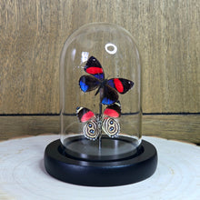 Load image into Gallery viewer, Numberwing Butterfly Pair Cloche Dome
