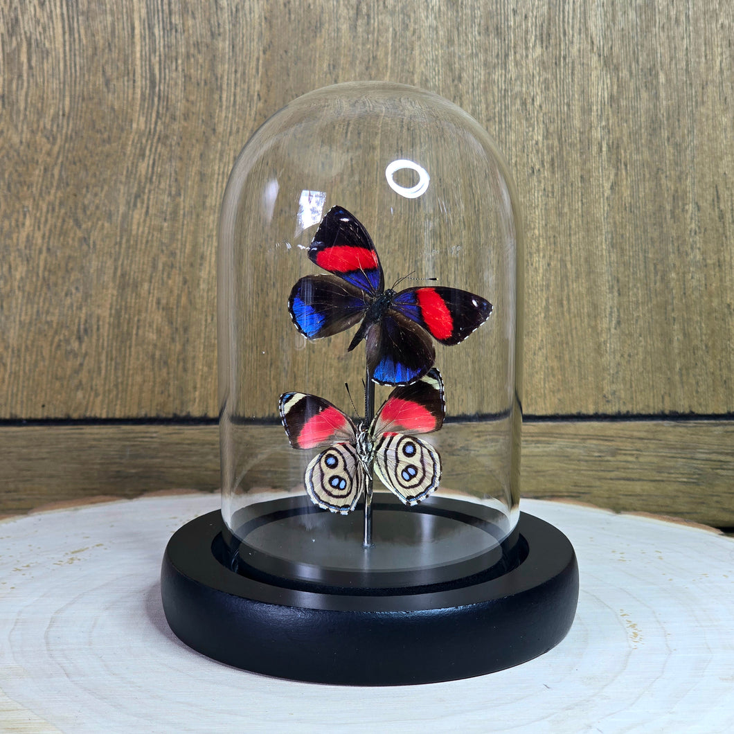 Numberwing Butterfly Pair Cloche Dome