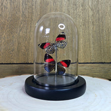 Load image into Gallery viewer, Numberwing Butterfly Pair Cloche Dome
