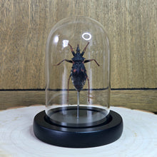 Load image into Gallery viewer, Red Spot Assassin Bug Cloche Dome
