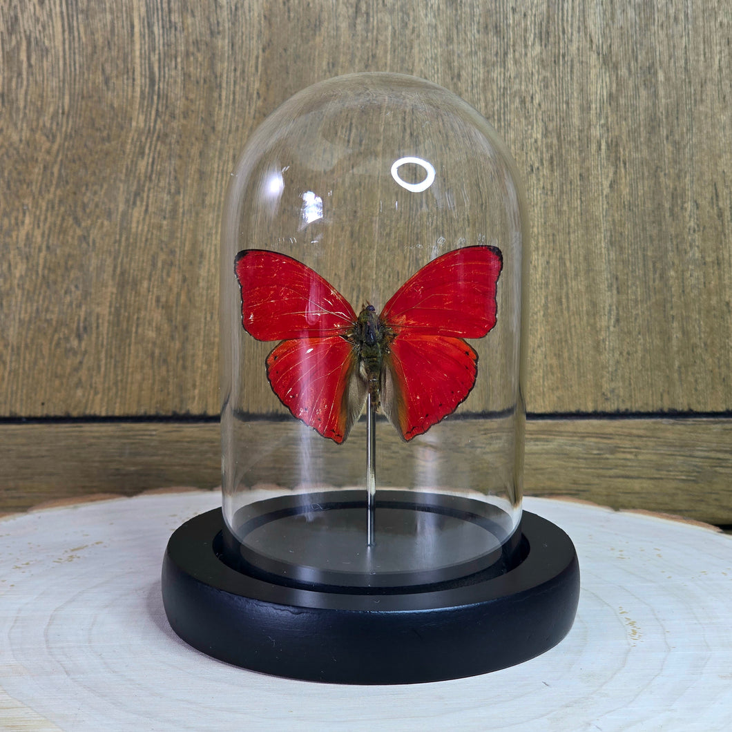 Blood-Red Glider Butterfly Cloche Dome