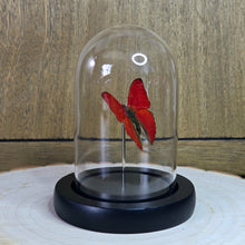 Load image into Gallery viewer, Blood-Red Glider Butterfly Cloche Dome
