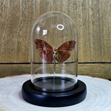 Load image into Gallery viewer, Blood-Red Glider Butterfly Cloche Dome
