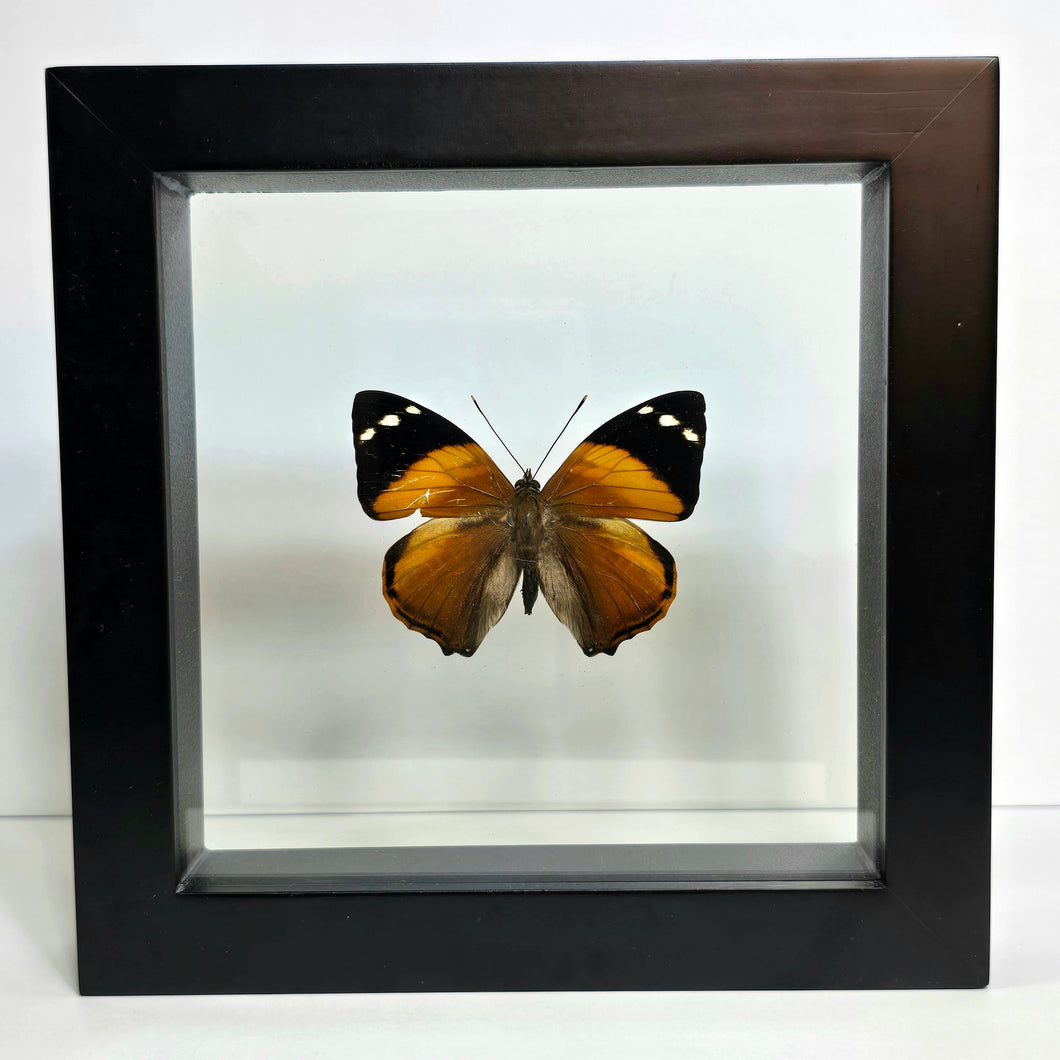 Blomfild's Beauty Butterfly Shadow Box Frame